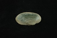 藏品(石蚌)的圖片